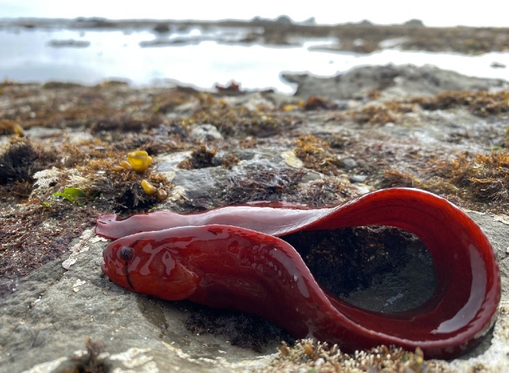 Penpoint Gunnel
